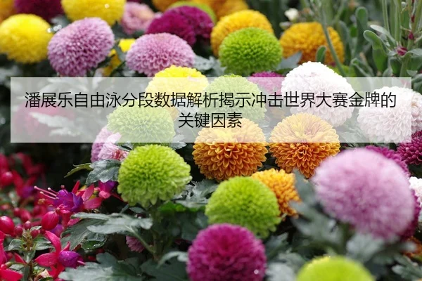潘展乐自由泳分段数据解析揭示冲击世界大赛金牌的关键因素（HTH Sports）
